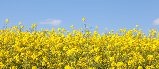 Panoramic banner of bright yellow rapeseed  flowers, rape, colza, rapaseed, oilseed, canola, ...