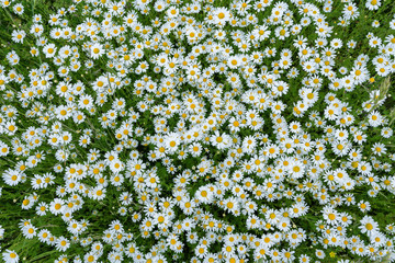 Blooming Chamomile field. Top view