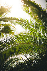 Fototapeta na wymiar Palm tree leaves in sunlight with shallow depth of field.