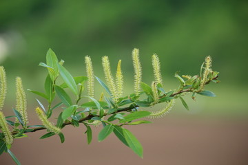 Frühling