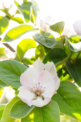 Naklejka premium White quince flower blooming around eaves in sunlight