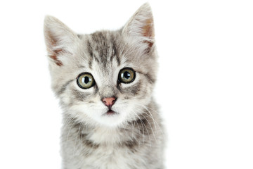 Fototapeta premium Beautiful cat on a white background