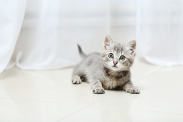 Fototapeta na wymiar Beautiful little cat on a floor