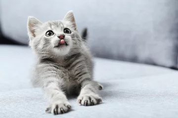 Foto auf Acrylglas Katze Schöne kleine Katze auf einem grauen Sofa