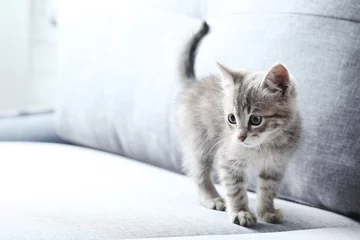Papier Peint photo autocollant Chat Beautiful little cat on a grey sofa