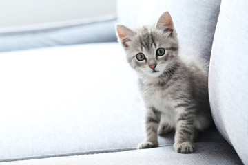 Naklejka na ściany i meble Beautiful little cat on a grey sofa
