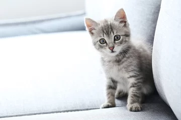 Photo sur Aluminium Chat Beautiful little cat on a grey sofa