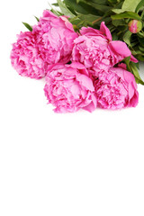 Bouquet of pink peony flowers isolated on a white