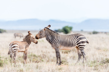 Mountain zebra mare with foal