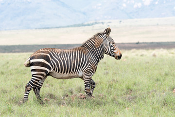 Mountain zebra partially covered in dried mud