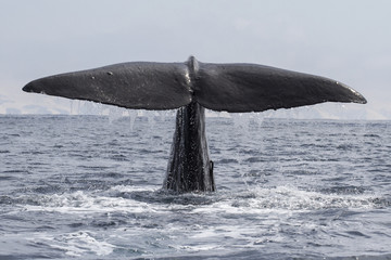 Fototapeta premium sperm whale his tail above the water when the water immersion