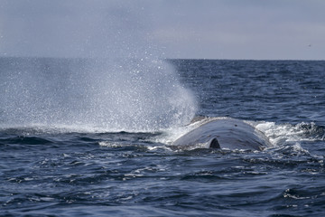 sperm whale produces a fountain of water before diving in the Pa