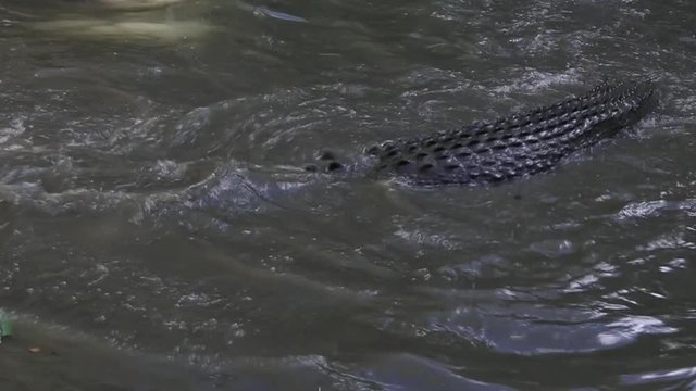 Australian Saltwater crocodiles death roll swim in river lagoon in Queensland Australi