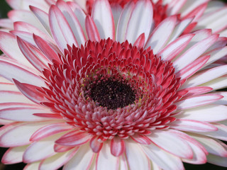 Gerbera