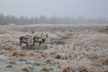 Naklejka premium Reindeer in Lapland, Finland.