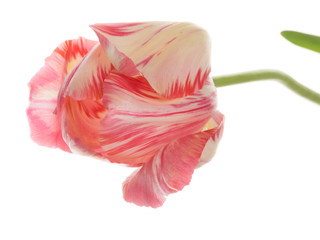bright beautiful pink and white tulip