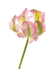 unusual variegated tulip - 112484737