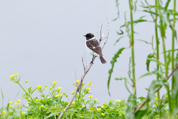 Stonechat (Saxicola torquata)