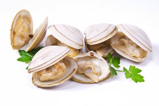isolated clams