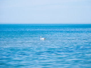 Naklejka premium swan floating in the blue water of the Black Sea