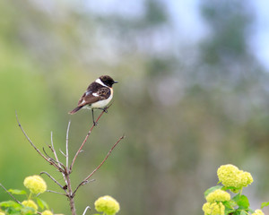 Stonechat (Saxicola torquata)