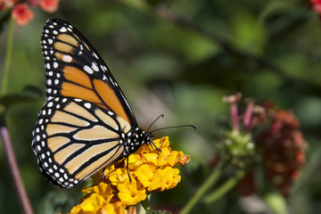 Fototapeta na wymiar Monarch Butterfly on orange flowers