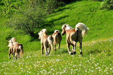 Pferde im wilden Galopp