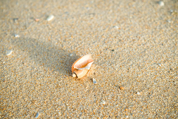 Nature sandy beach background with beautiful multicolored seashells outdoors