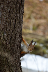 Squirrel peaking behind a tree.  Seurasaari, Helsinki, Finland.