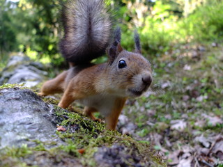 Naklejka na ściany i meble Curious squirrel on a tree trunk. Seurasaari, Helsinki, Finland.
