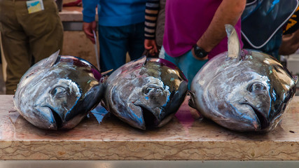 Thunfische auf dem Fischmarkt von Funchal; Madeira; Portugal