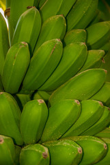 Bananas Growing
