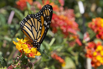 Fototapeta na wymiar Monarch Butterfly on orange lantana flowers 