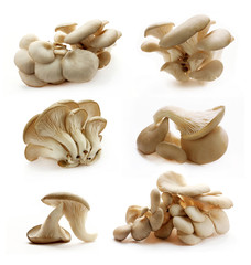 Collection of oyster mushrooms