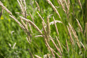 Meadow