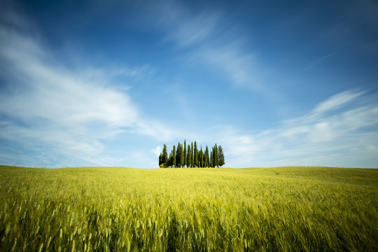 blurred clouds above the grove of cypress trees and wheat's field in Tuscany in Italy © sergejson