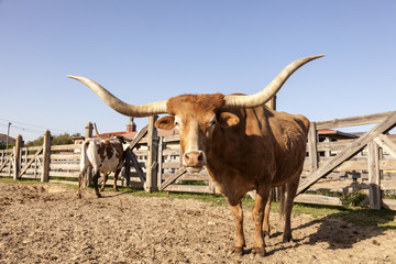Longhorn steer in Texas - 112486717