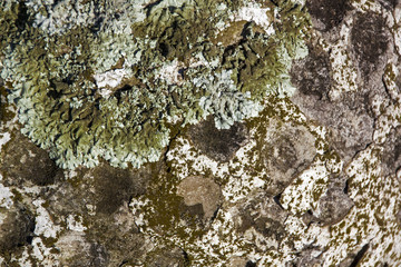 Texture of Lichen Fungus and Moss Covered Dimpled Surface