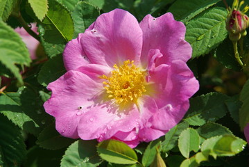 Heckenrose