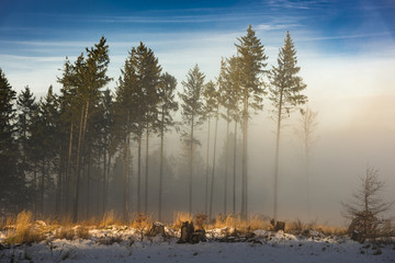 Nebel zieht durch einen Wald im Winter