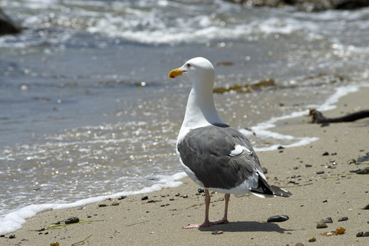 California Sea Gull on the beach watching the surf