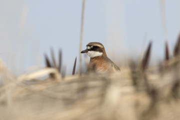 female LESSER SAND PLOVER peeping from behind a sand dune