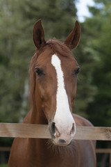 brown horse head with white spot at green background in the yard