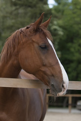 close up of a brown horse head with white spot  on green background