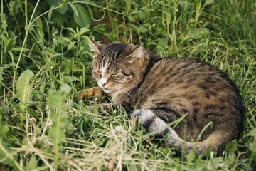 Naklejka na ściany i meble Beautiful grey cat lying on the grass outdoor
