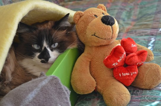 Gata enamorada