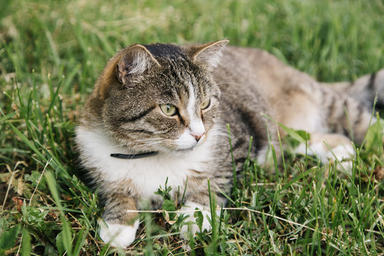 Beautiful Grey Cat Lying On The Grass Outdoor