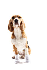 Cheerful beagle dog with warm clothing