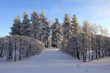 Avenue of winter Pushkin's park