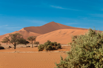 Fototapeta na wymiar Rote Namibsand-Dünen von Sossusvlei; Namibia